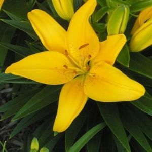 Meet your Posher, Lee ann